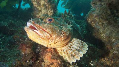Scorpion Fish