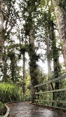 Kauri Forest