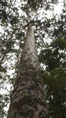 kauri