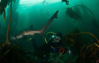 Sevengill Cow Shark. Photo: Morne Hardenberg