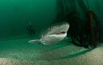 Sevengill Cow Shark. Photo: Morne Hardenberg