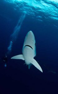 Blue Sharks. Photo: Morne Hardenberg