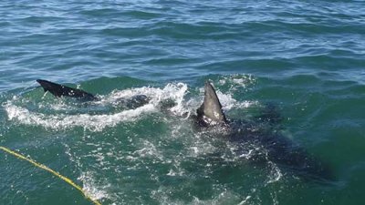 Great White