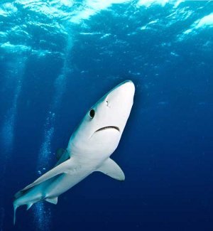 Blue Shark. Photo: Morne Hardenberg