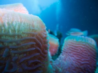 Funky sponge