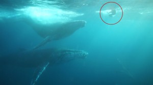 Humpback whales interacting with Kathryn Carl! - Image from the video. Edited by Jayne Jeckins & Mick Valos