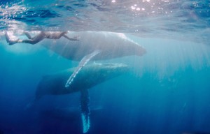 Me taking a video of three humpback whales and bottle-nose dolphins! © Mick Valos