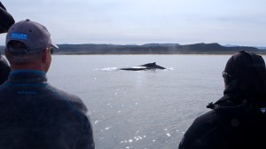 Watching a southern right whale (Eubalaena australis) | Picture by Elena Salim Haubold