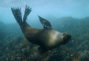 Curious cape fur seal | Picture by Elena Salim Haubold