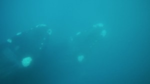 Southern Right Whale from the water | Picture by Elena Salim Haubold