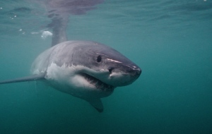 Great White Shark!!! | © Elena Salim Haubold