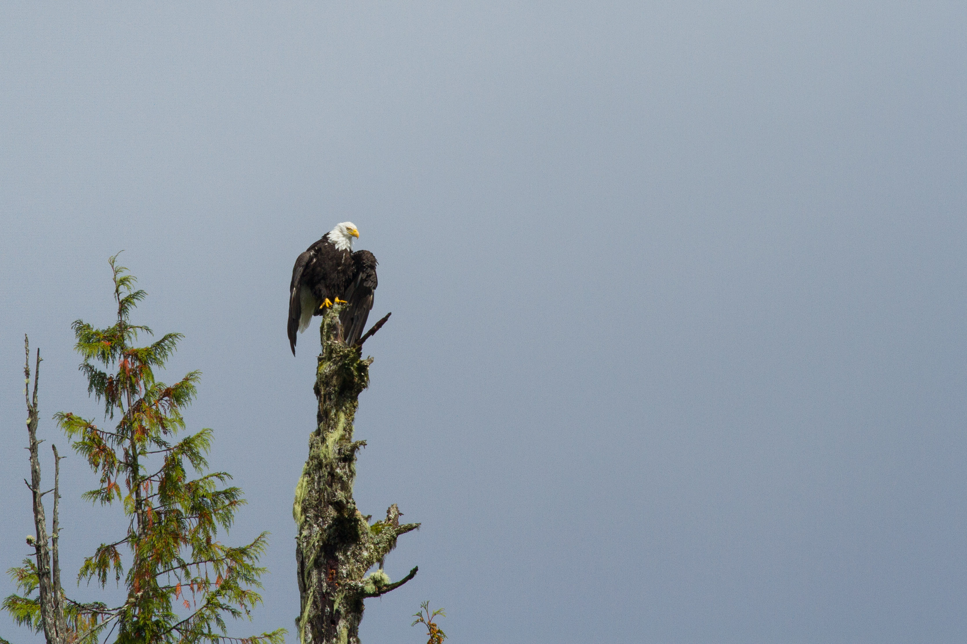 A bald eagle is roosting over Browning Pass 