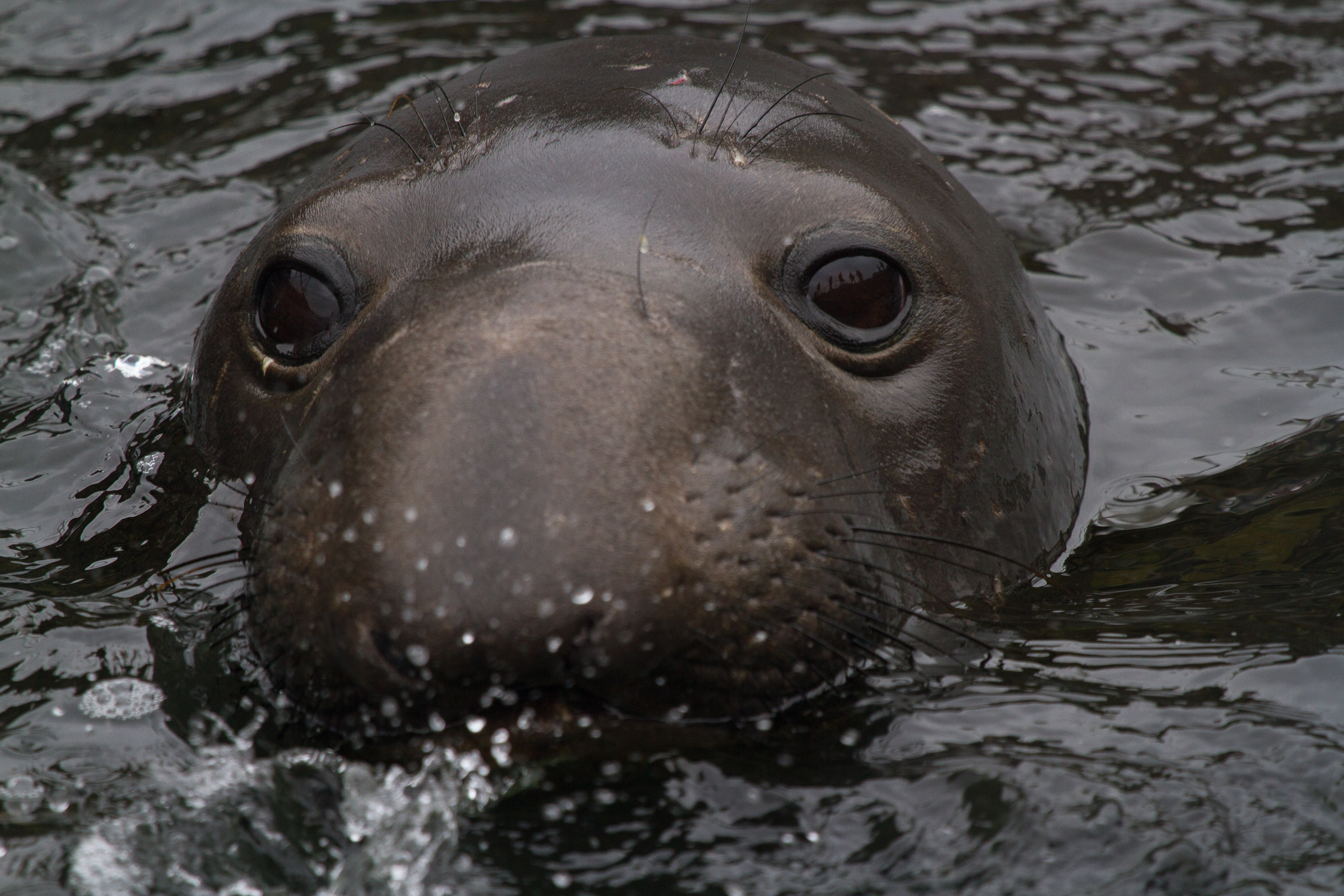 A northern elephant seal takes a bath in the cool Pacific waters