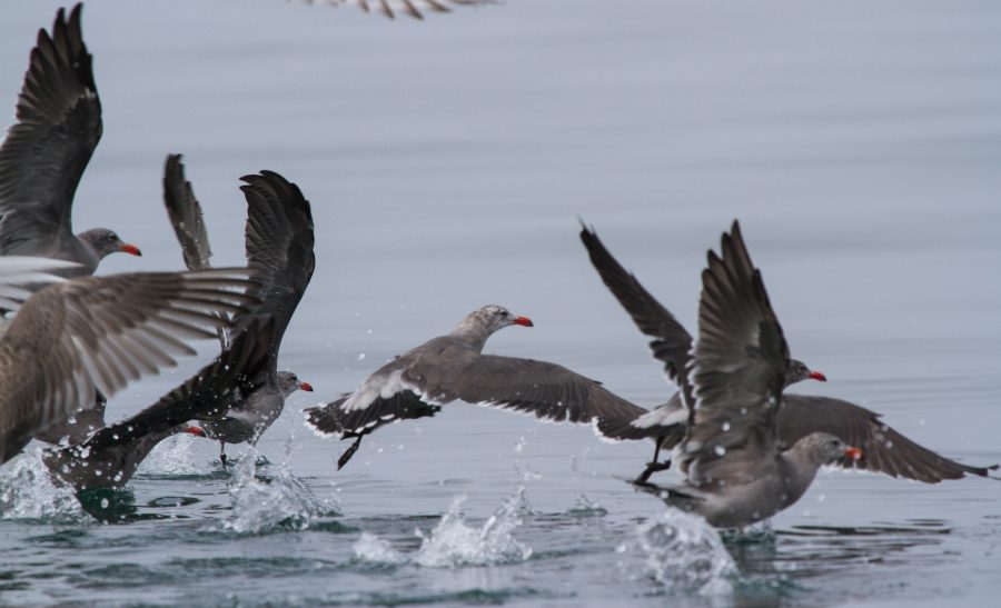 heermans-gull