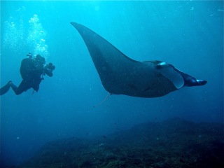 Brage and his manta