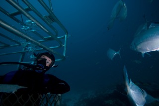Scouting for sharks!!