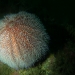 Sea urchin