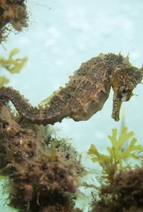 Seahorse