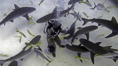 Cristina and the sharks