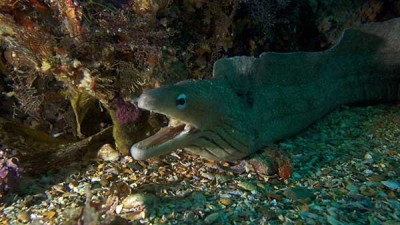 Eel