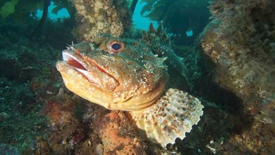 Scorpion Fish