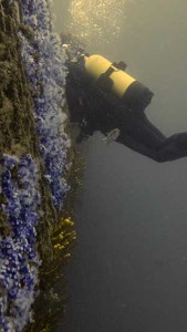 Canterbury dive