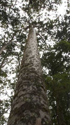 kauri