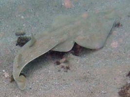 Picture taken from: http://www.easterncapescubadiving.co.za/index.php?page_name=specie&specie_id=112