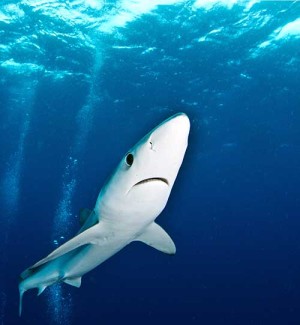 Blue Shark. Photo: Morne Hardenberg