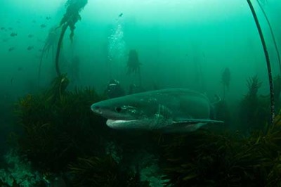 Sevengill Cow Shark. Photo: Morne Hardenberg