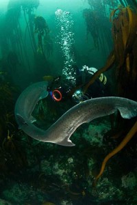 Sevengill Cow Shark. Photo: Morne Hardenberg
