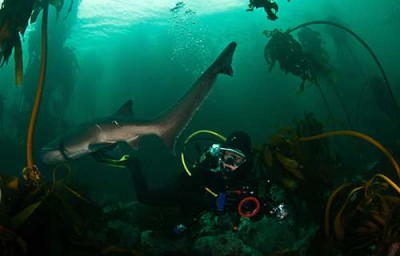 Sevengill Cow Shark. Photo: Morne Hardenberg