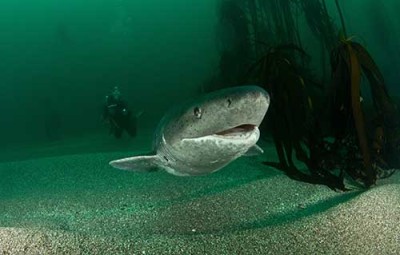 Sevengill Cow Shark. Photo: Morne Hardenberg