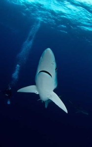 Blue Sharks. Photo: Morne Hardenberg