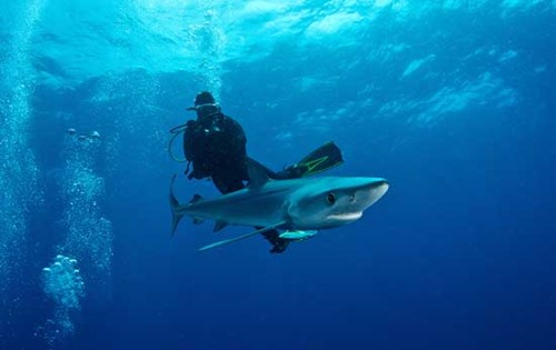Diving with the Blue Sharks. Photo: Morne Hardenberg